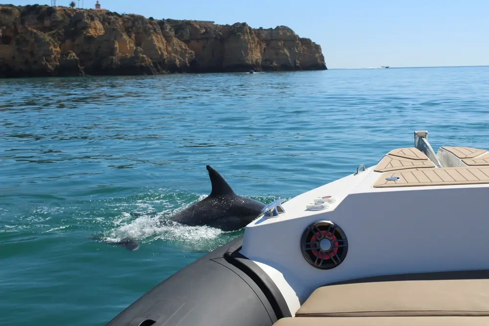 Dolphin swimming near a boat with cliffs in background.