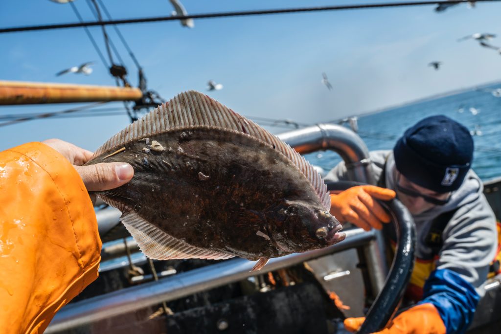 Person holding fish on boat with seagulls and ocean in background.