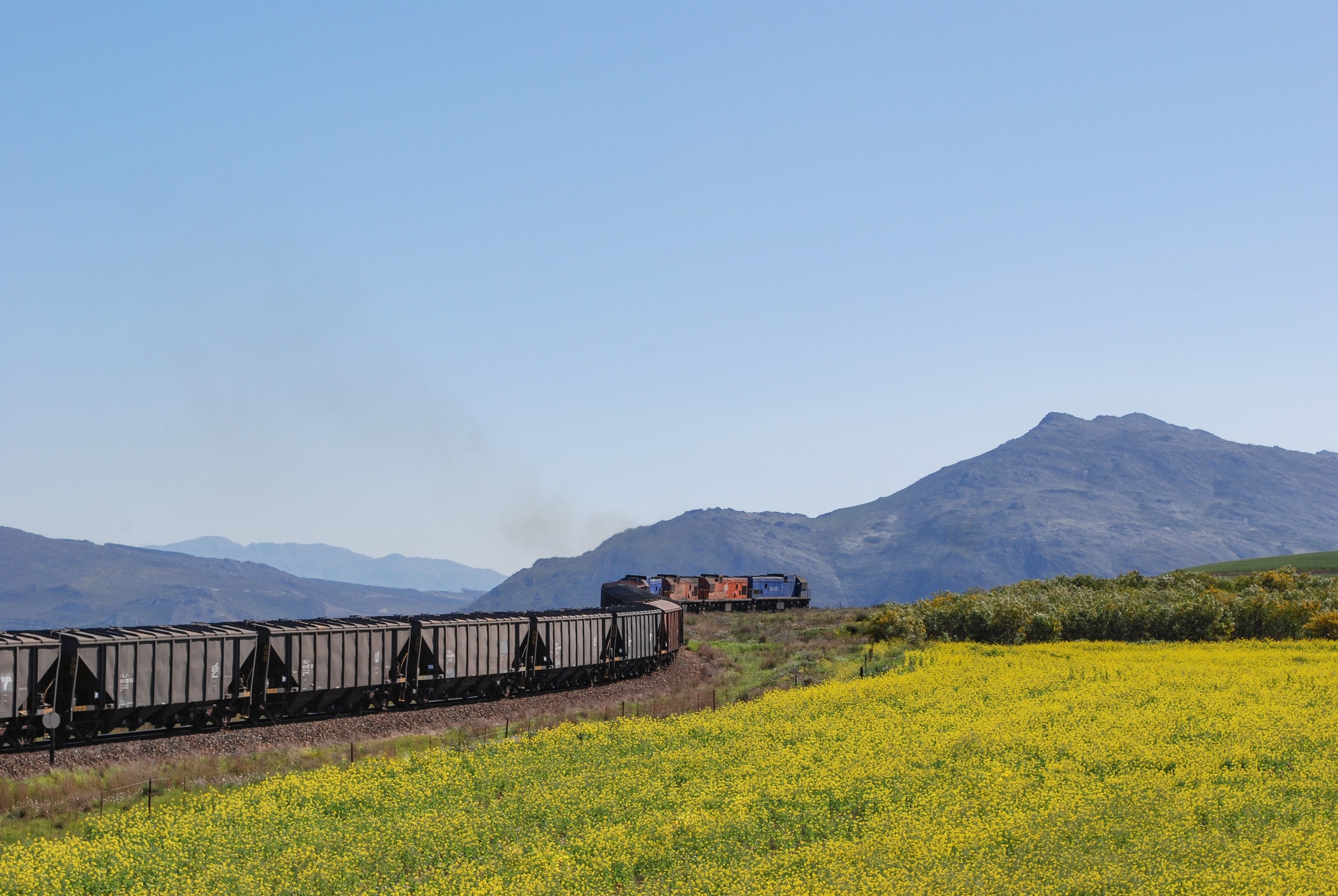 Train crossing yellow field with mountains in the background.