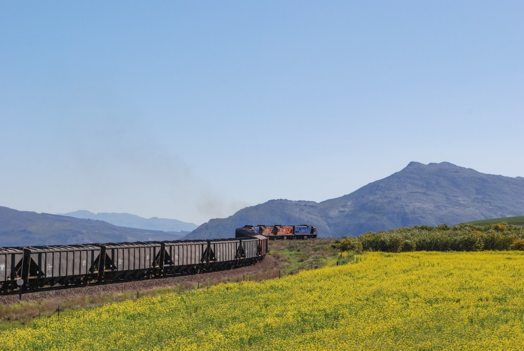 Train crossing yellow field with mountains in the background.