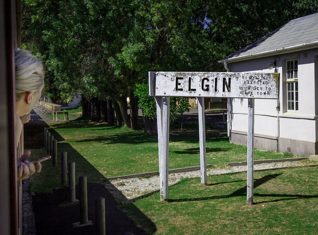 Person looking at weathered Elgin sign near trees and building