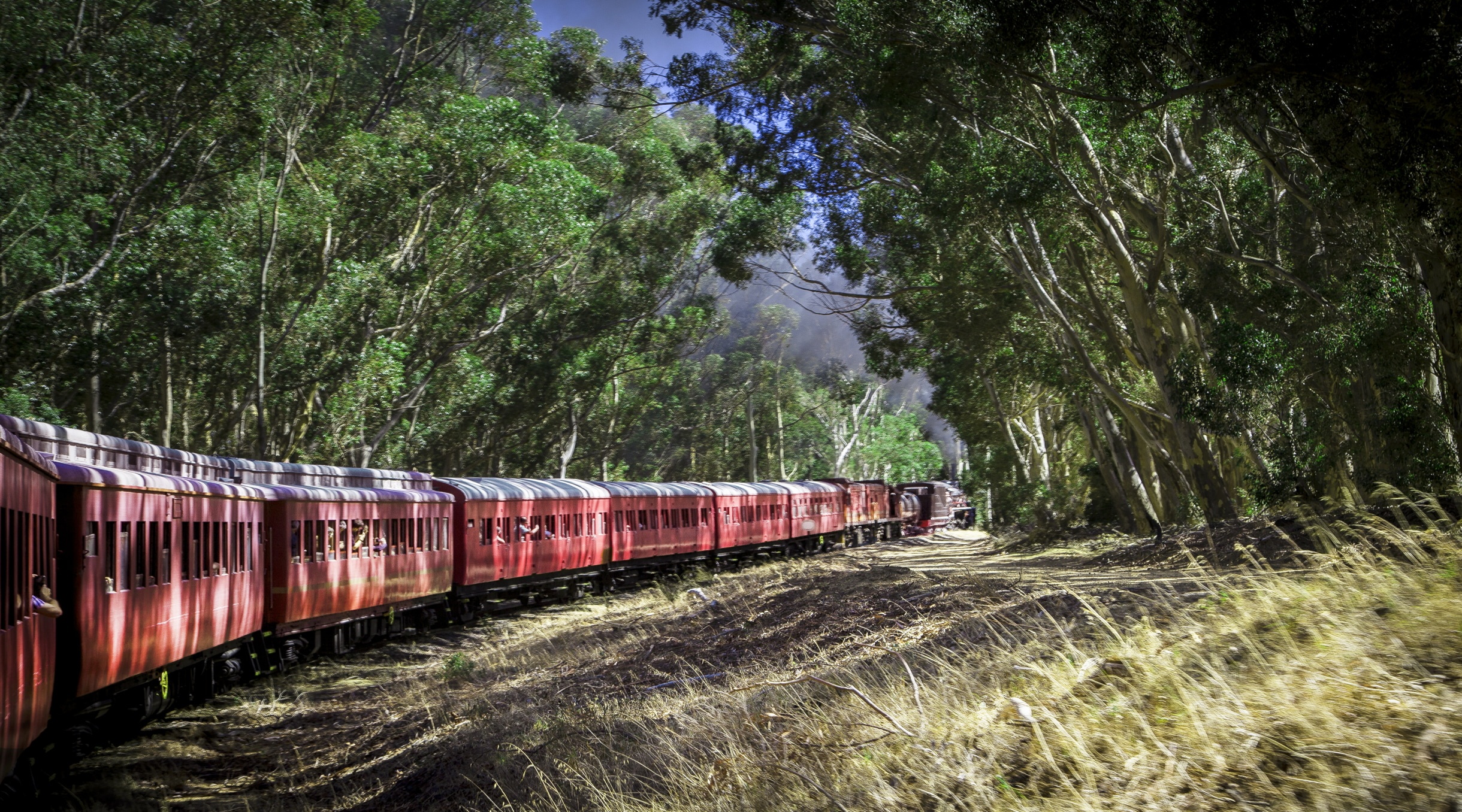 Red train traveling through a forest of tall trees on a sunny day.