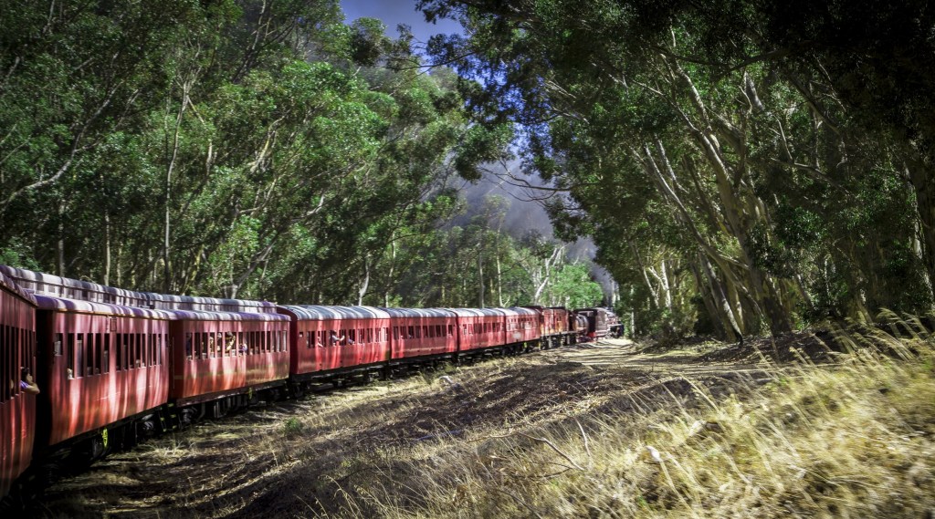 Red train traveling through a forest of tall trees on a sunny day.