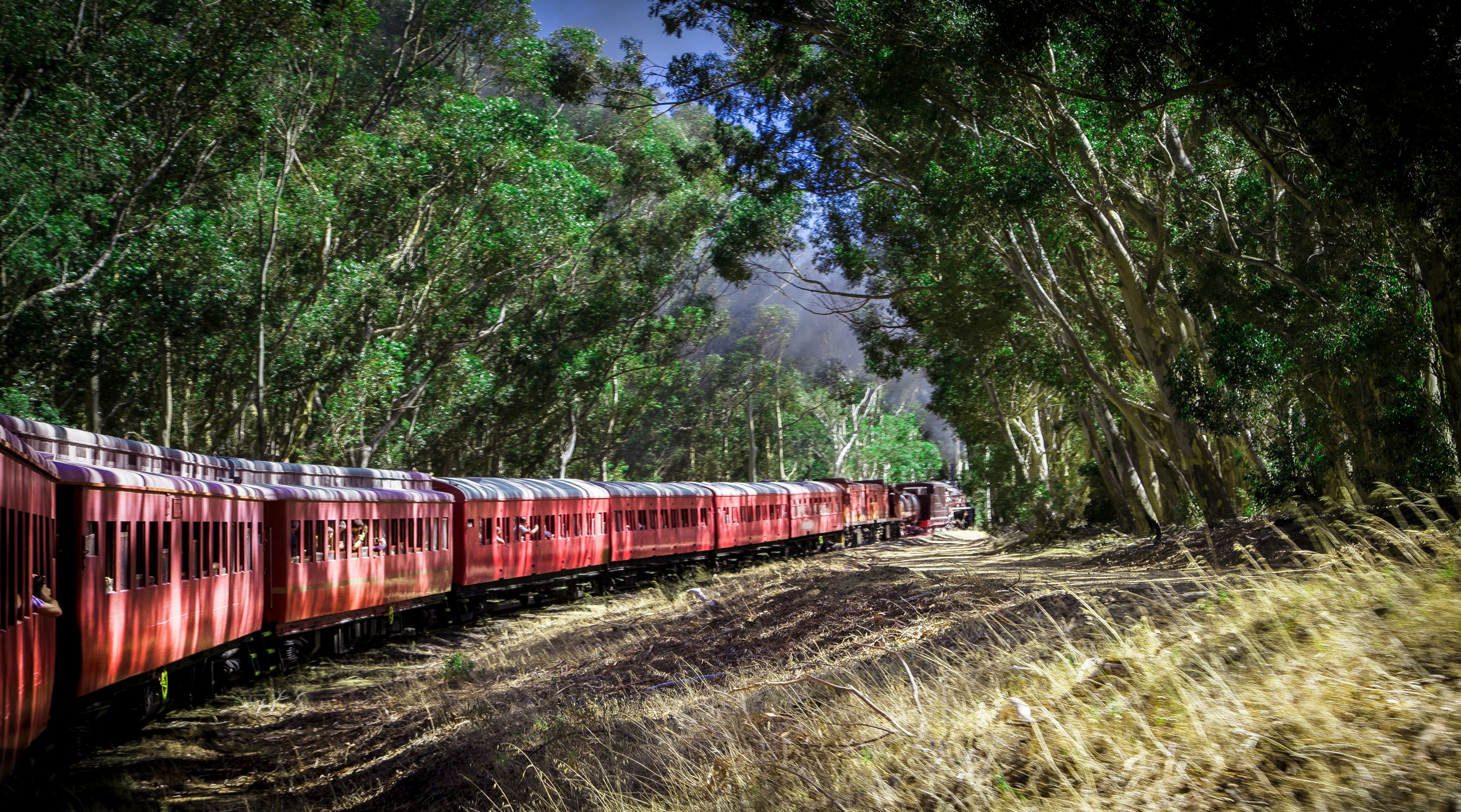 Red train moving through a forest with tall trees and dry grass.