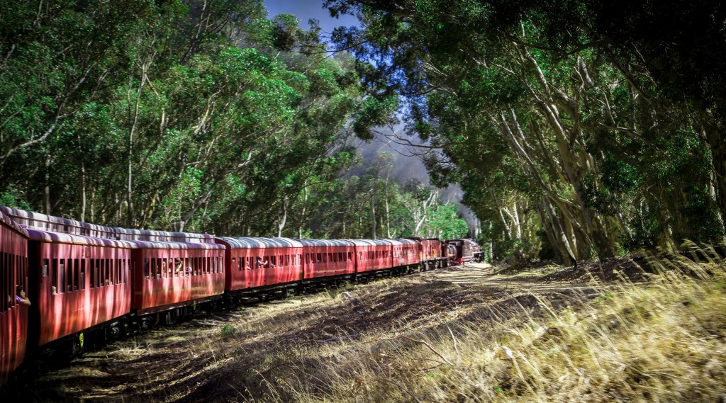 Red train moving through a forest with tall trees and dry grass.
