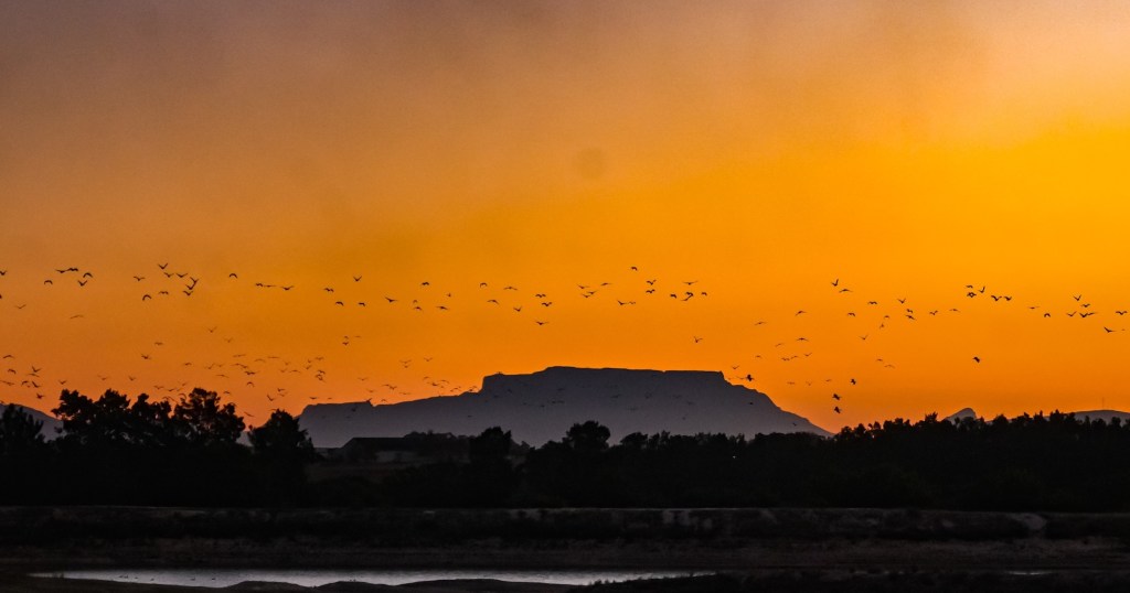 Silhouette of hills and birds against an orange sunset sky.