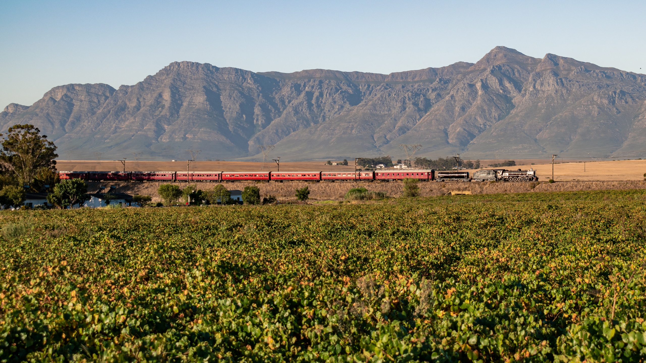 Train traveling through vineyard with mountains in the background.
