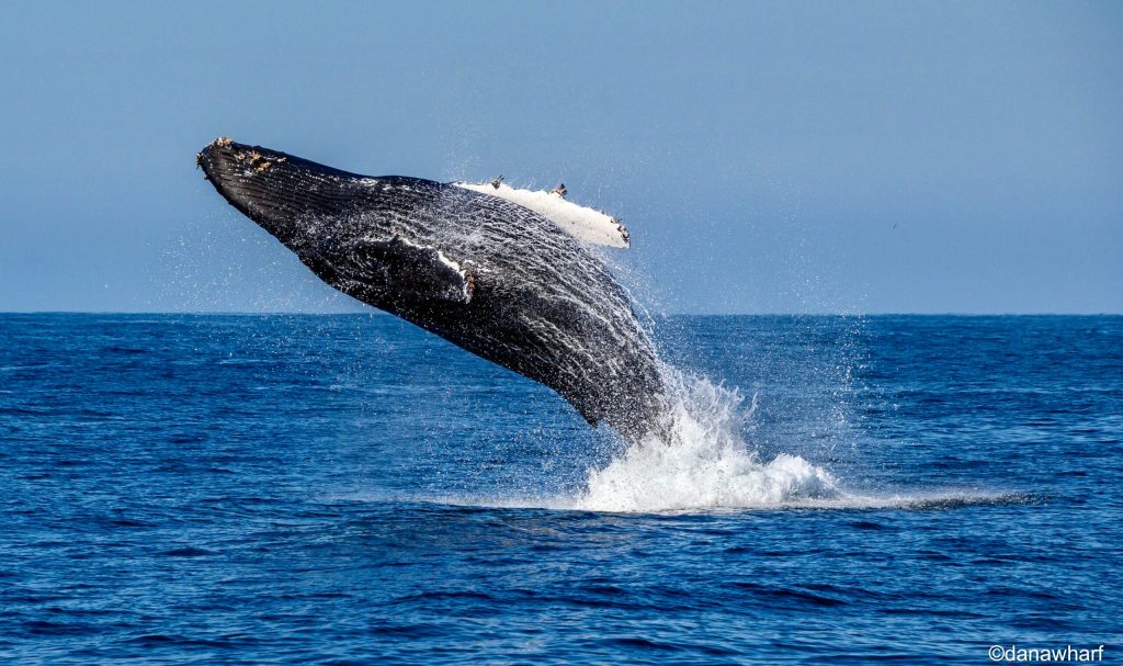 Humpback whale breaching from ocean, splashing water.