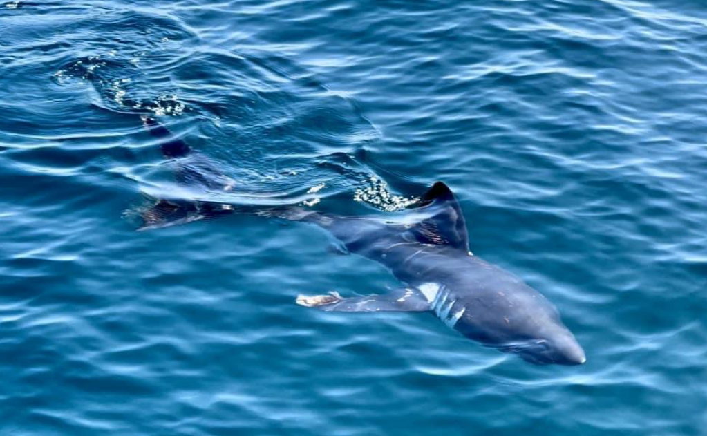 Shark swimming in clear blue ocean water.