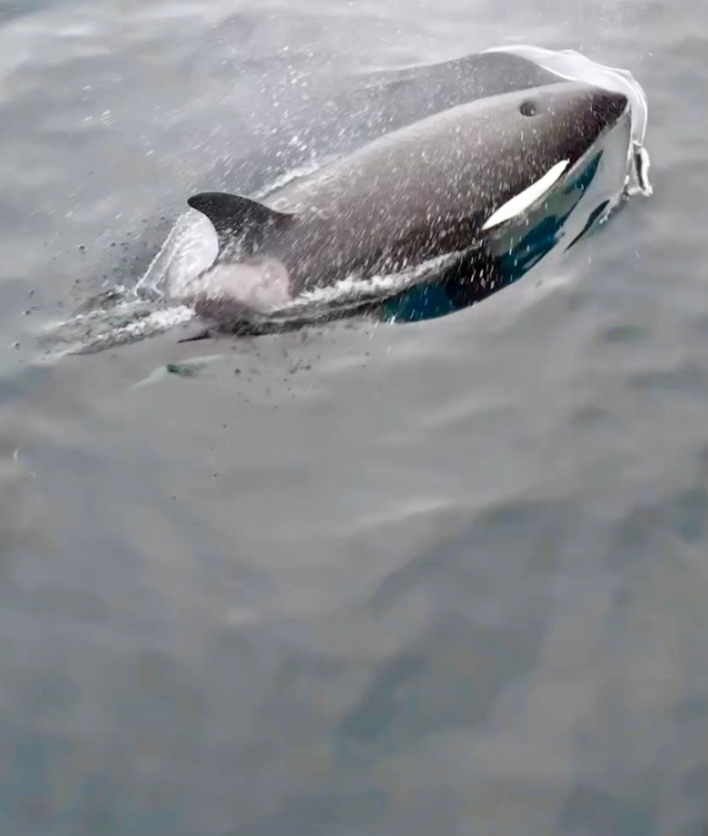 Dolphin swimming at the water's surface with a splash.