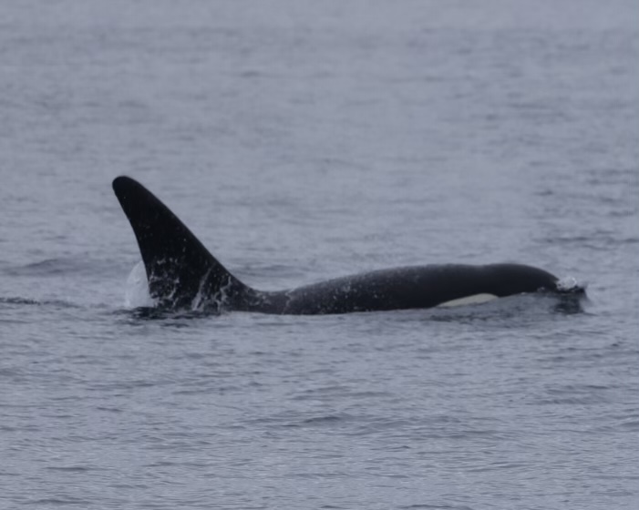 Orca swimming in calm ocean waters with dorsal fin visible.
