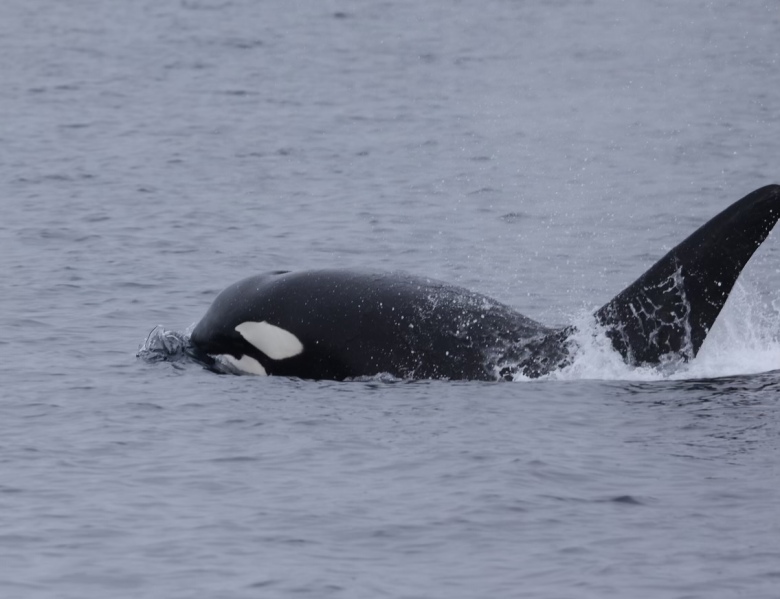 Orca swimming at the ocean surface with its dorsal fin visible.