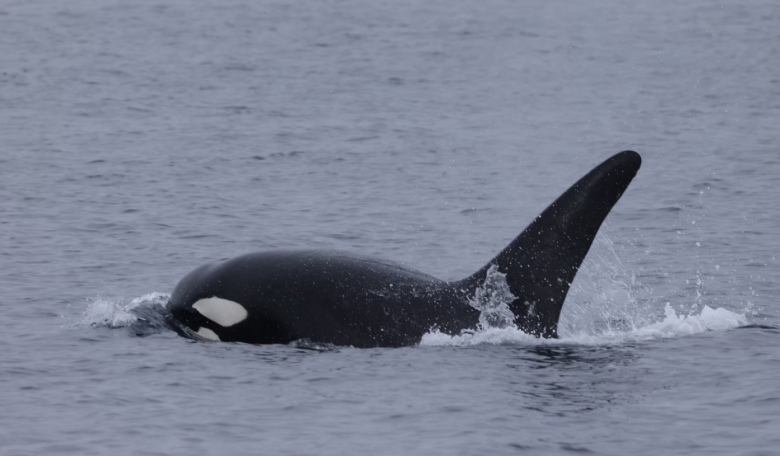 Orca swimming in the ocean with dorsal fin visible.
