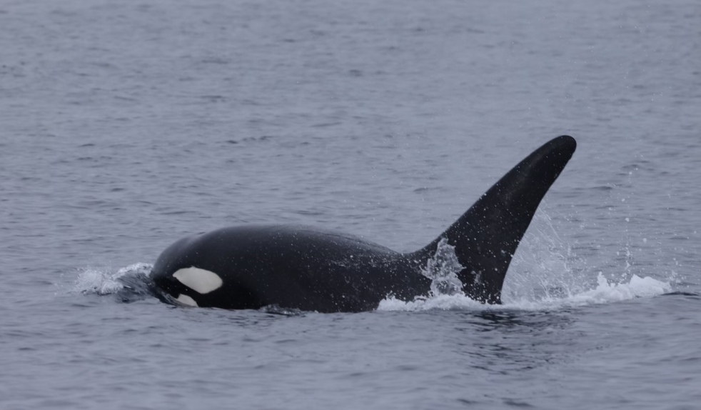 Orca swimming with dorsal fin above water surface.