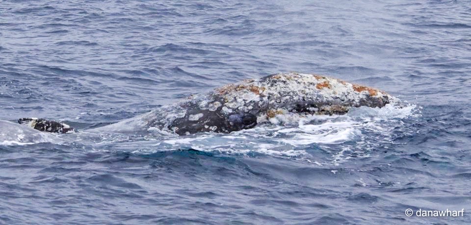 Gray whale surfacing in ocean with mottled, barnacle-covered back.