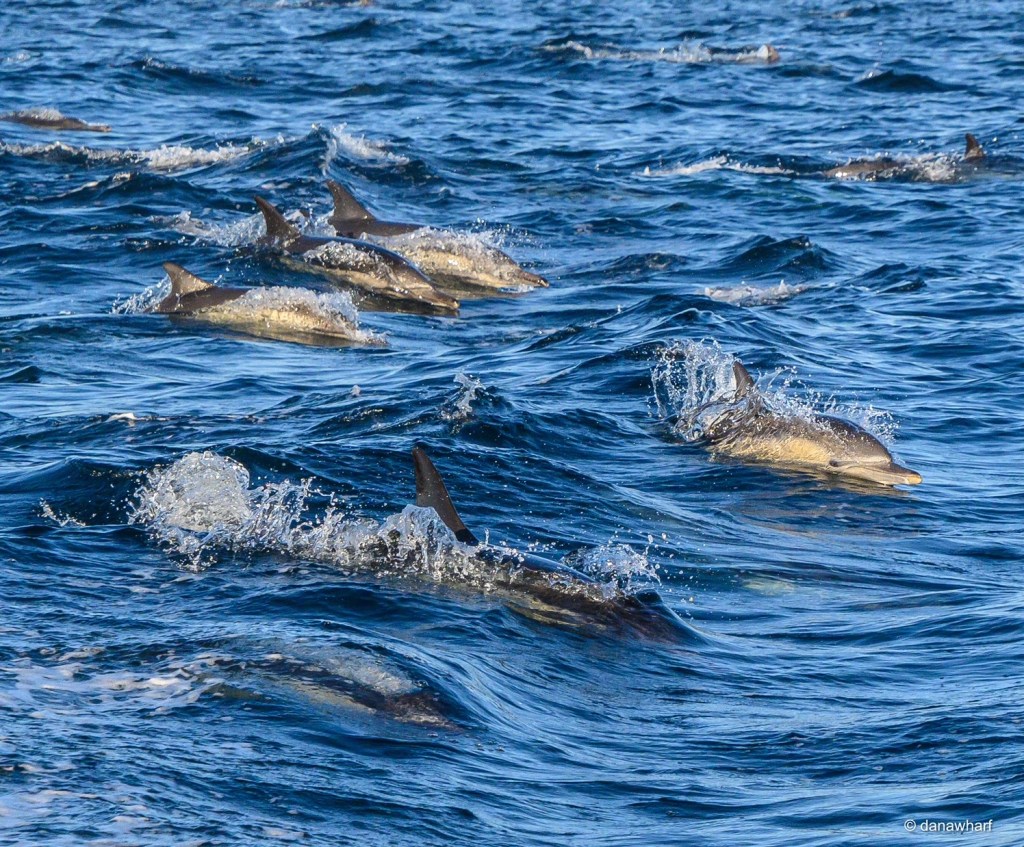 Pod of dolphins swimming in the ocean, splashing through blue waves.