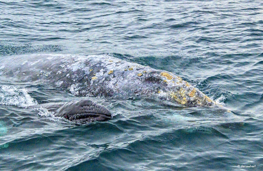 Gray whale with calf swimming near the ocean surface.