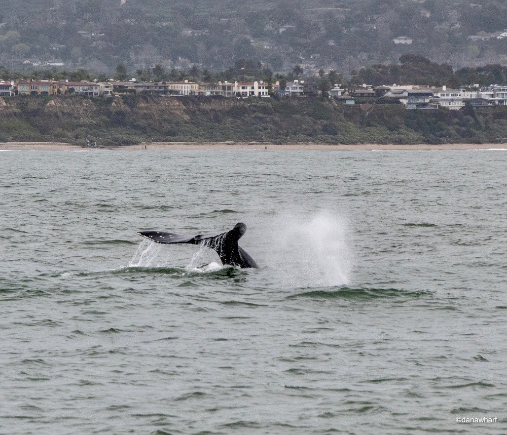 Whale tail and spout visible above ocean with distant coastline.