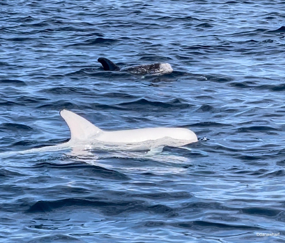 Two dolphins swimming in the ocean, one with a visible dorsal fin.