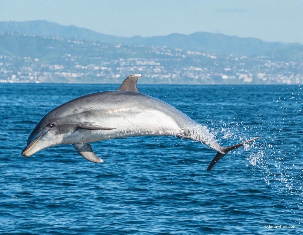 A dolphin leaping out of the ocean with mountains in the background.