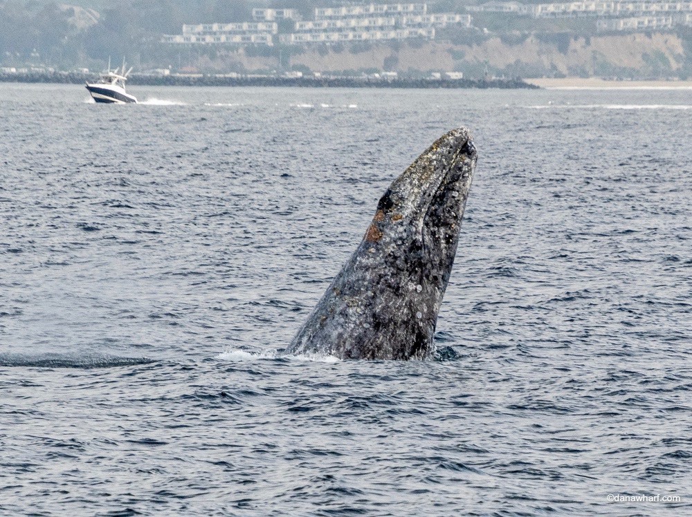 Gray whale breaching near a boat with coastline in background.