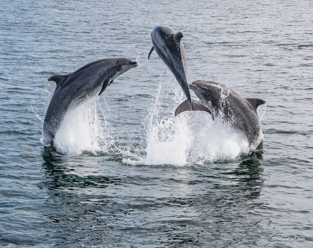 Three dolphins leaping out of the ocean water.
