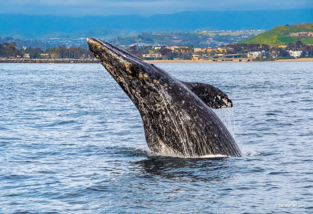 A whale breaching near the shore with mountains in the background.