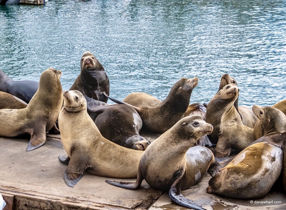 Group of sea lions resting on a dock near the water.