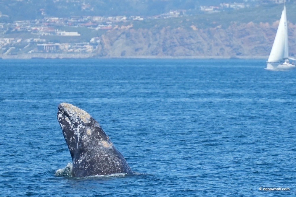 Whale breaching near sailboat with shoreline in background.