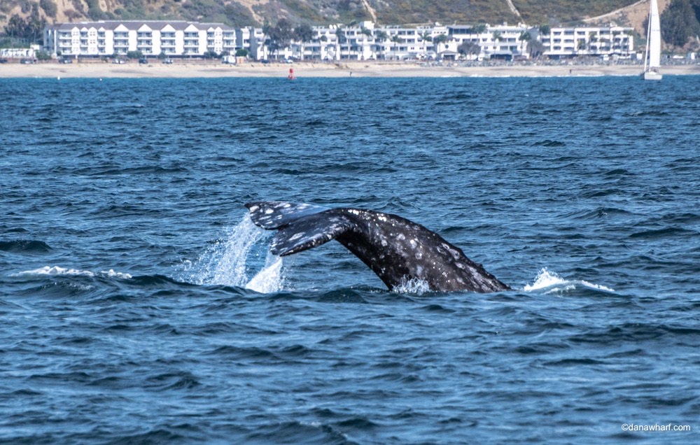 Whale tail emerging from ocean with buildings in the background.