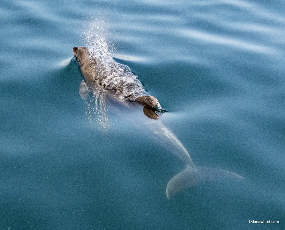 Dolphin swimming in clear blue water, partially emerging.
