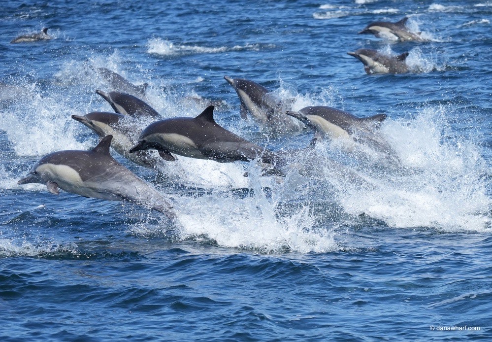 Group of dolphins leaping out of the ocean water.