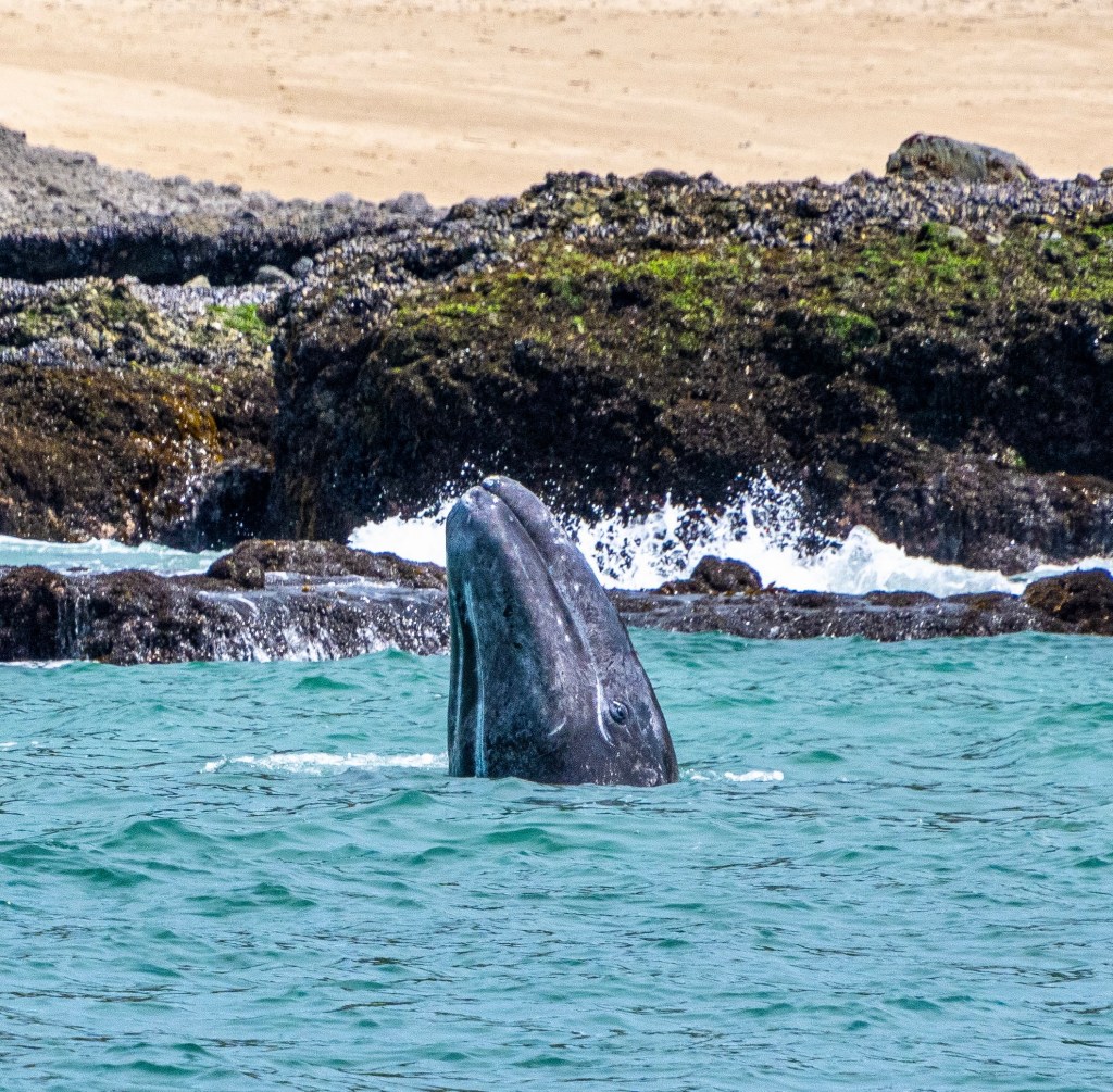 Whale surfacing near rocky shore with ocean waves.