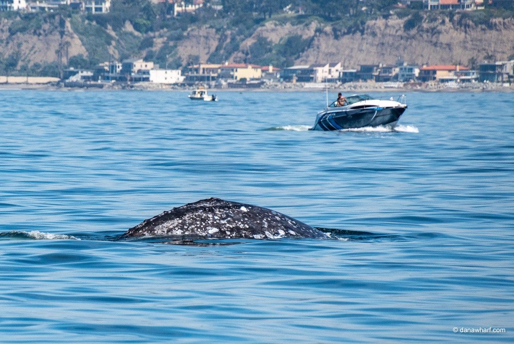 Whale surfacing near a boat on a calm sea, with hills and buildings in the background.