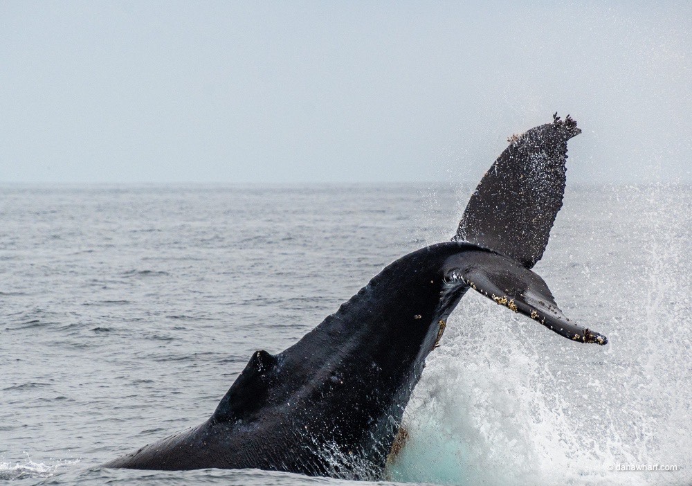 Whale tail splashing in the ocean water.