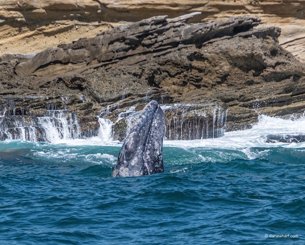 Whale's fin emerging from ocean near rocky shore.