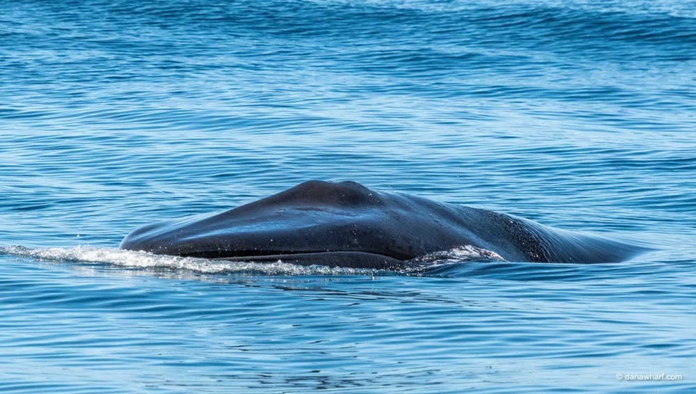 Surface of water with a fin whale partially submerged.