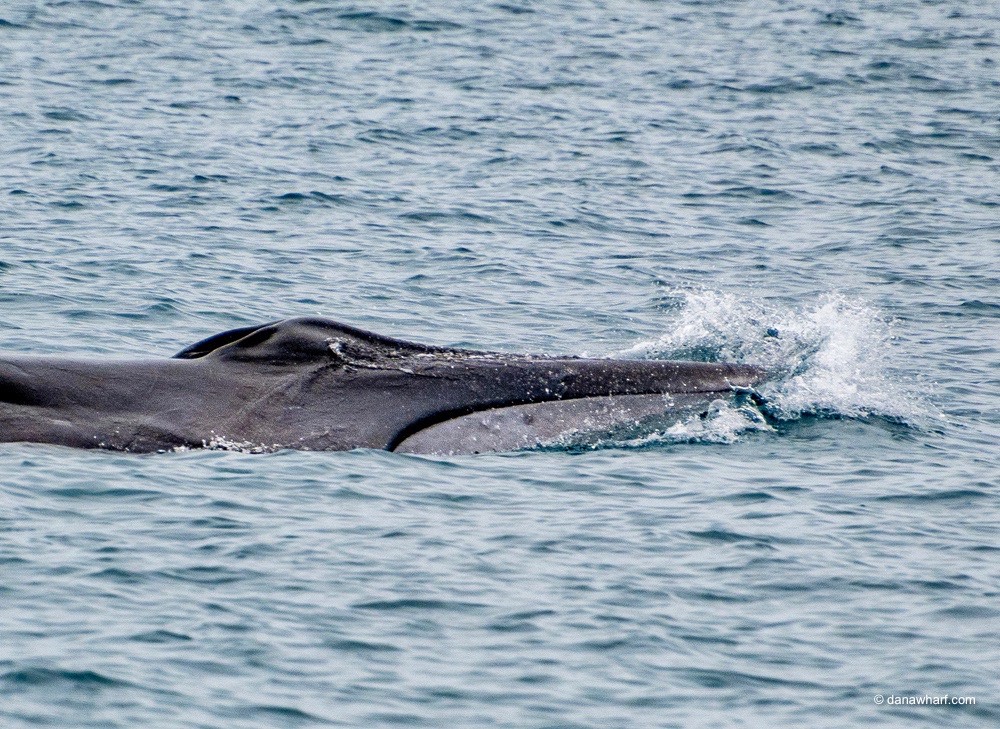 A whale surfacing in the ocean, with water splashing on its back.