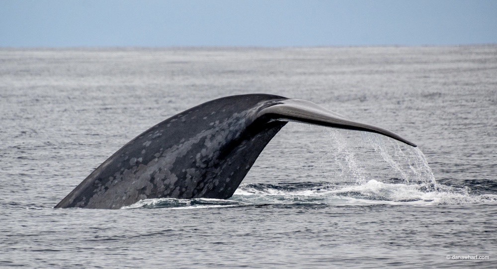 Whale tail emerging from ocean water, sky in background.