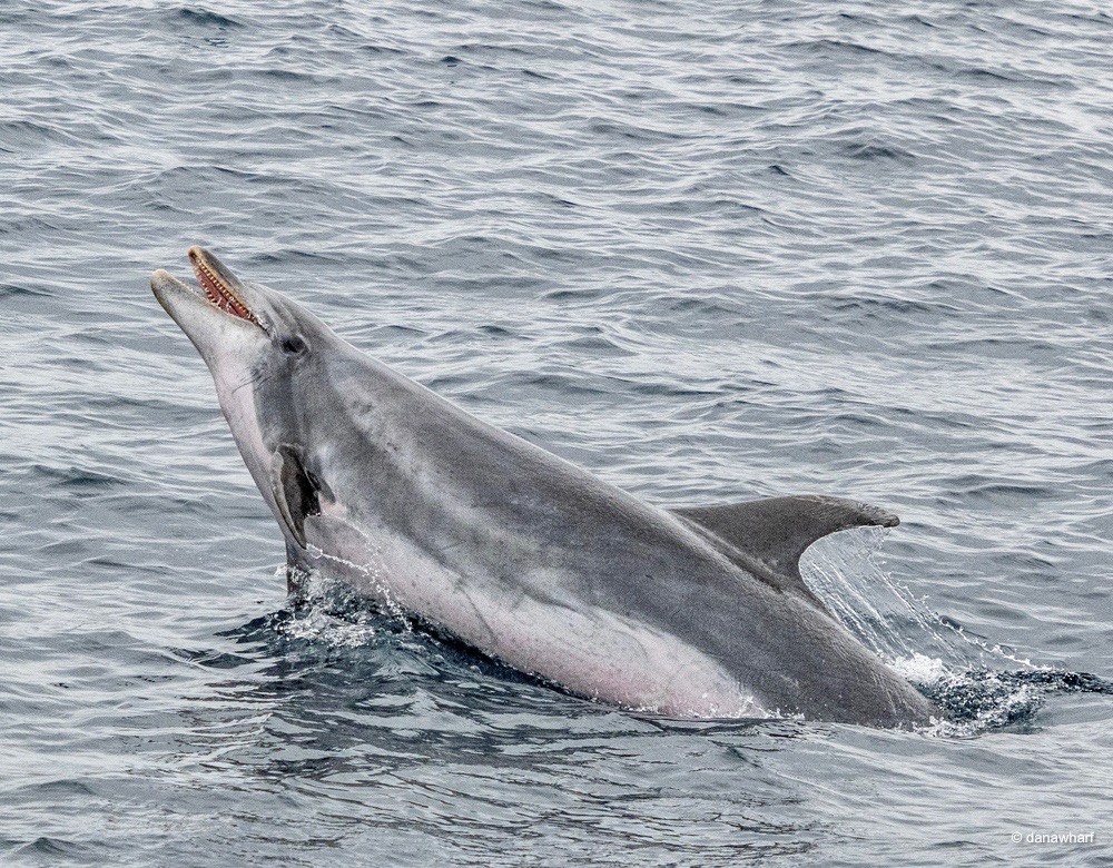 A dolphin leaping from the ocean surface.