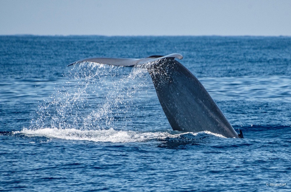 Whale tail splashing water as it dives into the ocean.