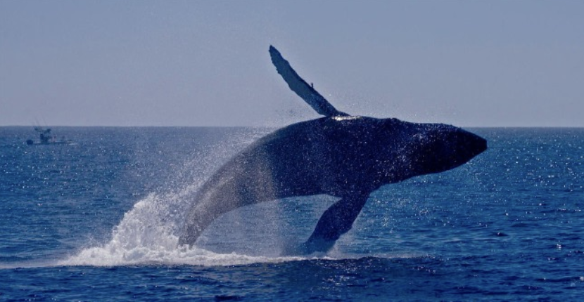 Humpback whale breaching in ocean with boat in background.