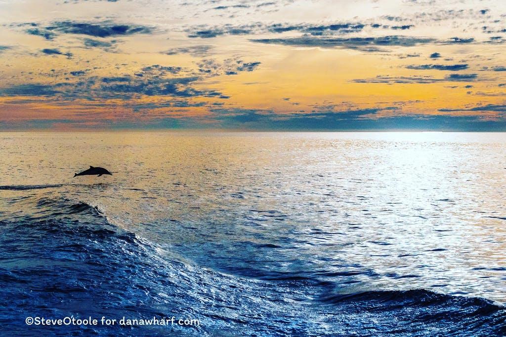 Dolphin jumping over waves at sunset with cloudy sky.