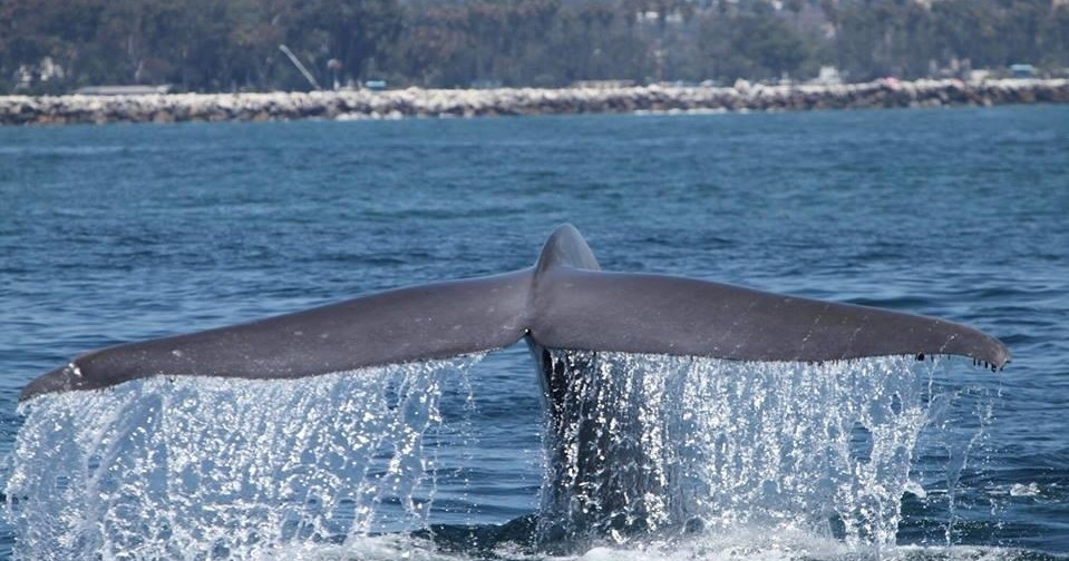 Whale tail above water with splashes, ocean and rocky coast in background.
