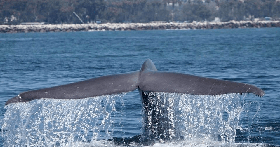 Whale tail above water with splashes, ocean and rocky coast in background.