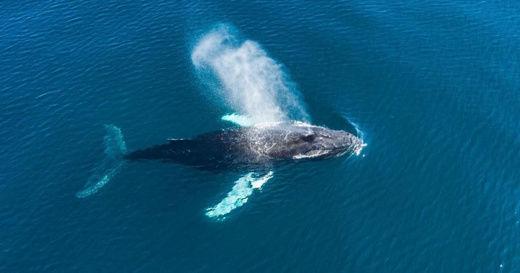 Aerial view of a whale spouting water in the ocean.