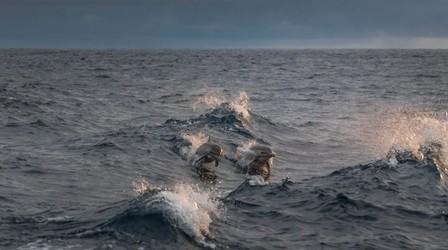 Dolphins leaping over ocean waves at dusk under cloudy skies.
