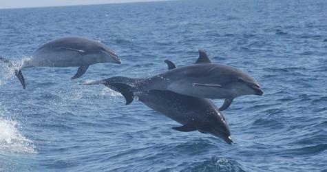 Three dolphins leaping out of the blue ocean water.