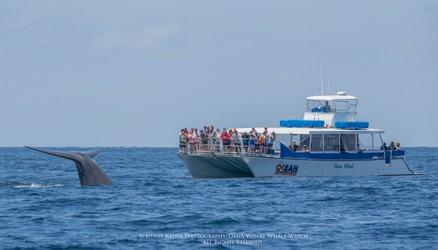 Tour boat near whale tail in the ocean.
