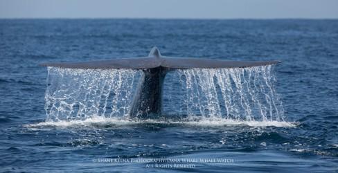 Whale tail splashing water as it dives into the ocean.